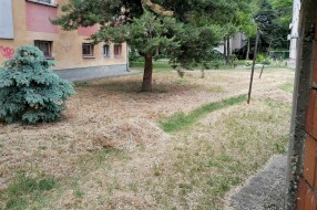 Problem sa stršljenovima u ulicama Heroja Pinkija i Pesničkoj