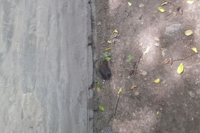 Nesavesno prskanje komaraca?