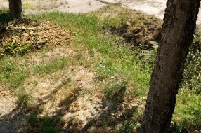 Javašluk u Bajmoku (Ulica JNA)