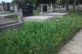 Nepokošena trava na groblju u Aleksandrovu