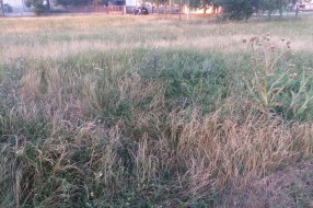 Košenje trave i korova na Teslinom naselju