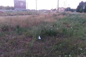 Košenje trave i korova na Teslinom naselju