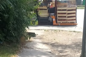 Piljara u Pionirskoj ulici
