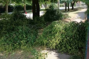 Grane posečene i ostavljene ispred ulaza u kuću
