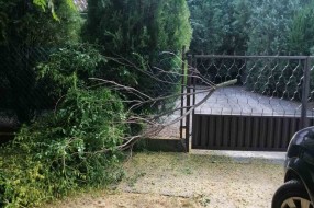 Grane posečene i ostavljene ispred ulaza u kuću