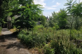 Vegetacija u gradu