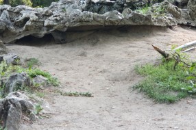 Opasni ostatak žbuna (kao kolac) u Dudovoj šumi