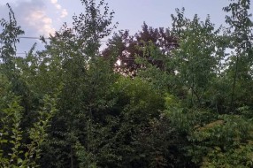 Problem sa strujom u selu Gabrić zbog neorezanih krošnji drveća