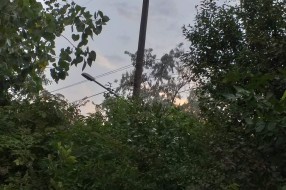 Problem sa strujom u selu Gabrić zbog neorezanih krošnji drveća