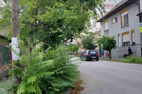 Nepregledna raskrsnica zbog rastinja (ugao ulica Antonija Hadžića i Arsenija Čarnojevica)