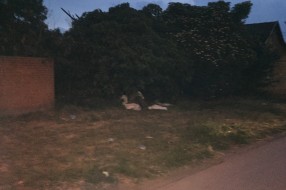 Bacanje smeća u napuštenoj kući (Mićurinova 22)