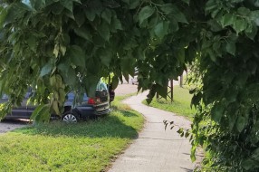 Drveće zaklanja biciklističku stazu u Ulici Edvina Zdovca i na Karađorđevom putu