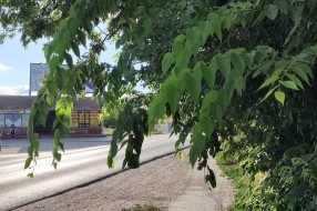 Drveće zaklanja biciklističku stazu u Ulici Edvina Zdovca i na Karađorđevom putu