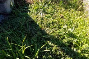 Zapušteno crkveno groblje u Dudovoj šumi