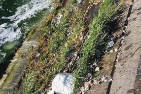 Stiropor sa mola Veslačkog kluba upada u jezero