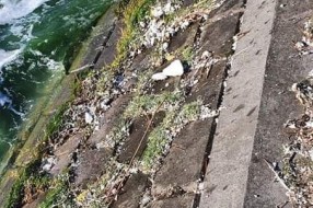 Stiropor sa mola Veslačkog kluba upada u jezero