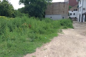 "Divljanje" korova u samom centru grada