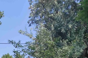 Zapušten ugao Ferenci Ibolje i Otvorene ulice, nepregledan za saobraćaj, granje u elektro vodovima