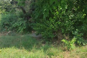 Zapušten ugao Ferenci Ibolje i Otvorene ulice, nepregledan za saobraćaj, granje u elektro vodovima