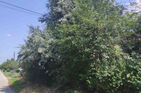 Zapušten ugao Ferenci Ibolje i Otvorene ulice, nepregledan za saobraćaj, granje u elektro vodovima