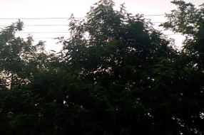 Zaraslo drveća i grana (Uskočka ulica)