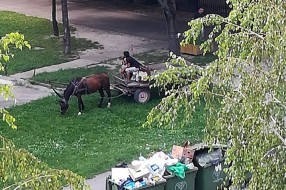 Konjska zaprega u centru grada