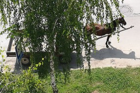 Konjska zaprega u centru grada