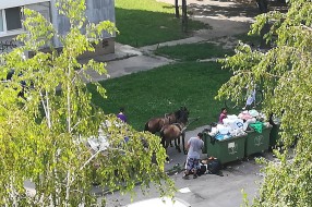 Konjska zaprega u centru grada