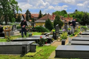 Nepokošena trava na groblju