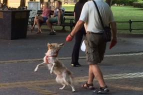 Zlostavljanje psa u centru grada