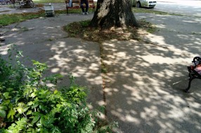 Prljavština u "parku" Opšte Bolnice