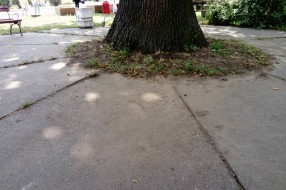Prljavština u "parku" Opšte Bolnice