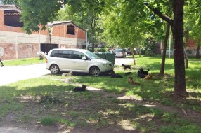 Veliki problem sa psima lutalicama na Radijalcu