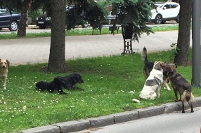 Veliki problem sa psima lutalicama na Radijalcu