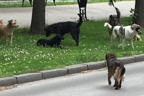 Veliki problem sa psima lutalicama na Radijalcu