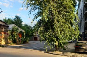 Zapušteno, zaraslo drveće na uglu ulica Zrinjskog i Frankopana i Petra Lekovića