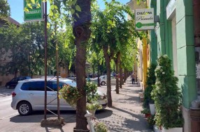 Neorezano rastinje u ulici Matije Gupca