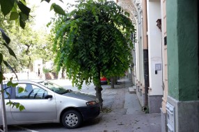 Neorezano rastinje u ulici Matije Gupca