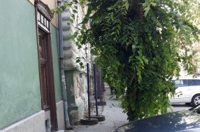Neorezano rastinje u ulici Matije Gupca