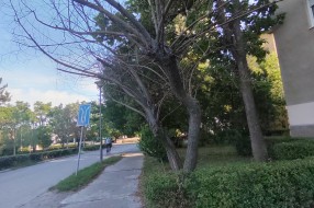 Trulo drvo u Ulici Kizura Ištvana