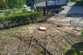 Trulo drvo u Ulici Kizura Ištvana