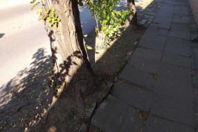 Problem sa stablom u ulici Jovana Mikića
