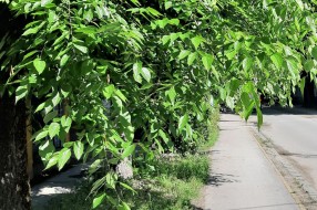Krater kod vrtića Veverica