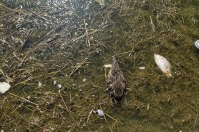 Uginule životinje (ribe i ptice) u Palićkom jezeru