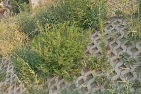 Košenje korova na rekonstruisanom podvožnjaku kod Nove opštine