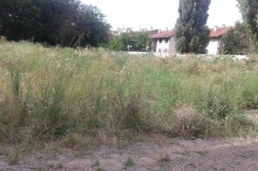 Ambrozija pored Kireške