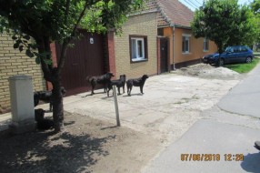 Čopor pasa u Kordunaškoj ulici
