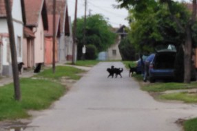 Čopor pasa u Kordunaškoj ulici