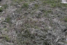 Kako se održava Senćansko groblje?