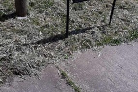 Kako se održava Senćansko groblje?